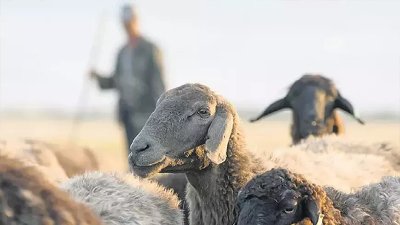 Diyarbakır’da üniversite kadrolu çoban alacak